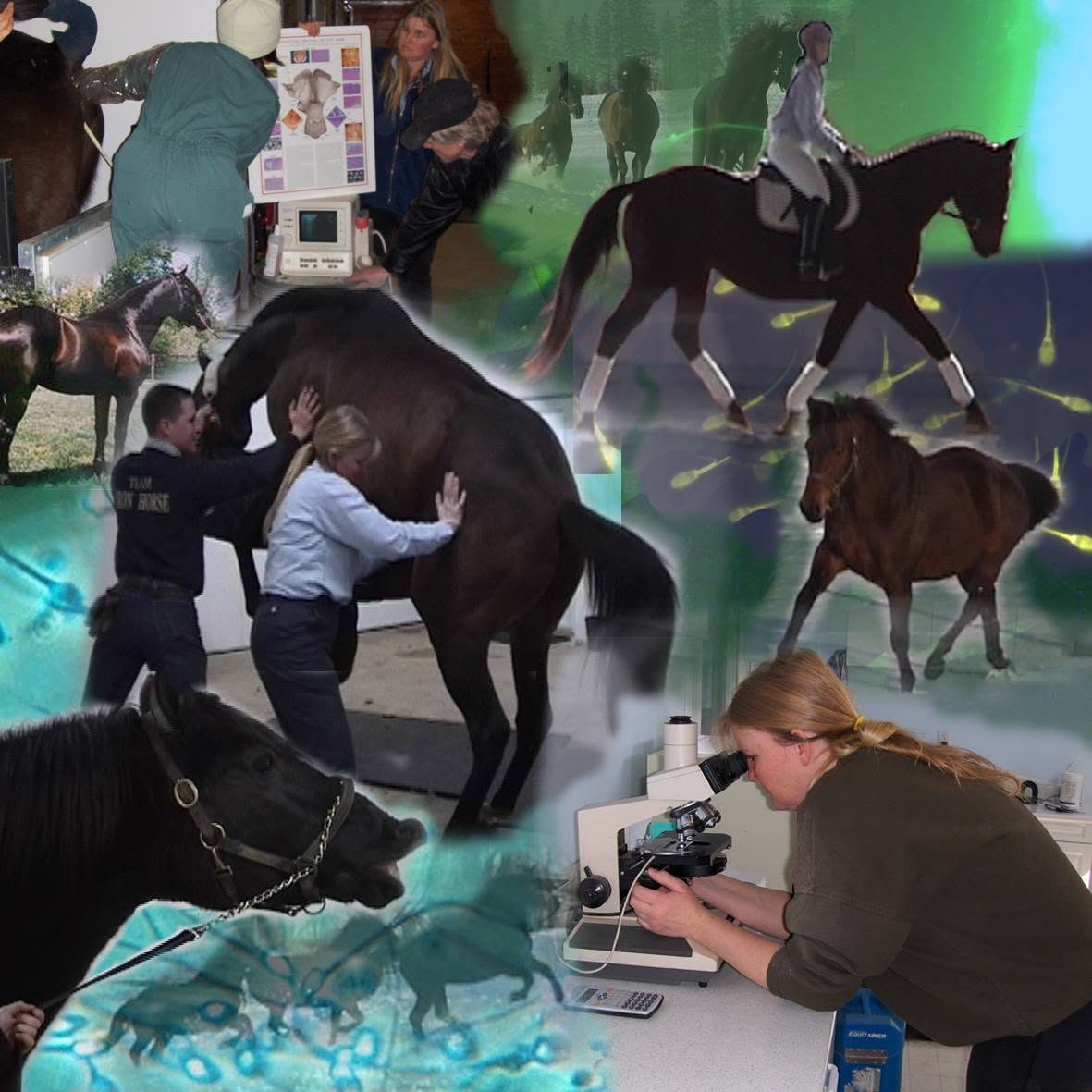 Iron Horse Equine Reproduction Services